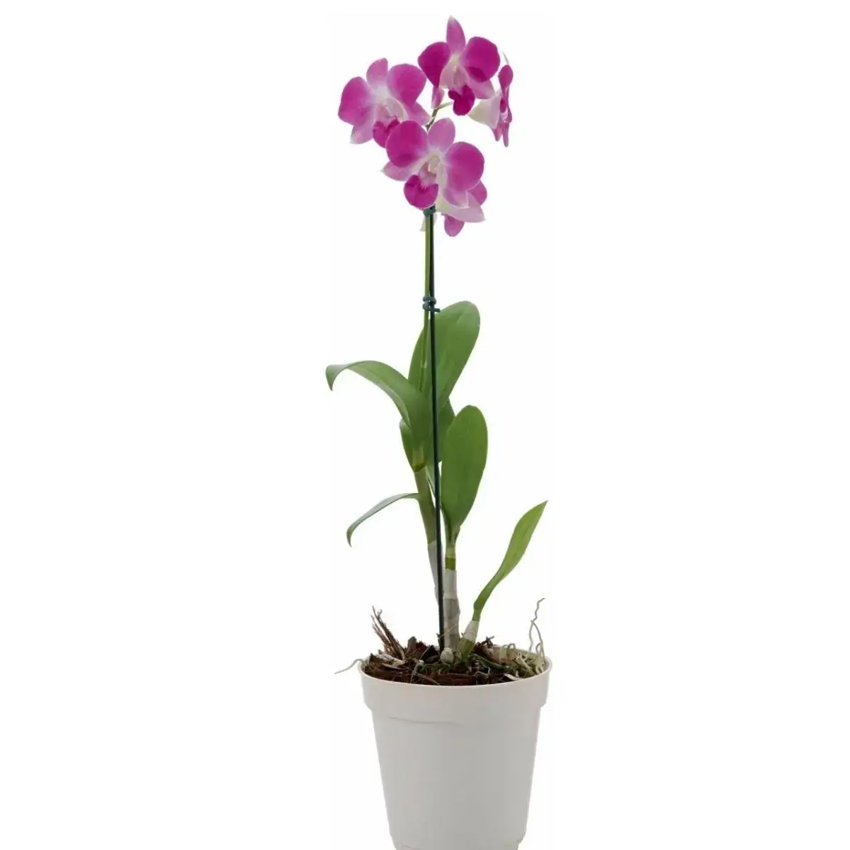 Flor Orquídea Denphalen Pote 12
