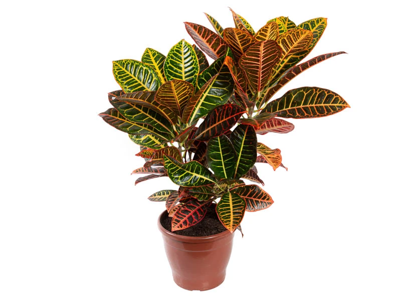 Muda de Croton Pote 24