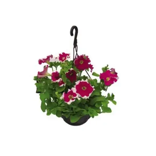 Planta Petunia Multflor C21