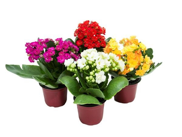Flor Clanchoe C21