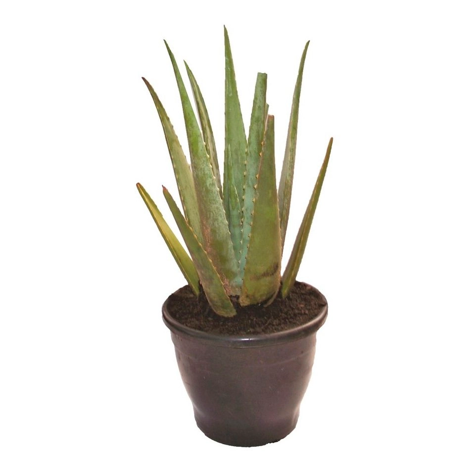 Aloe Vera Vaso 24