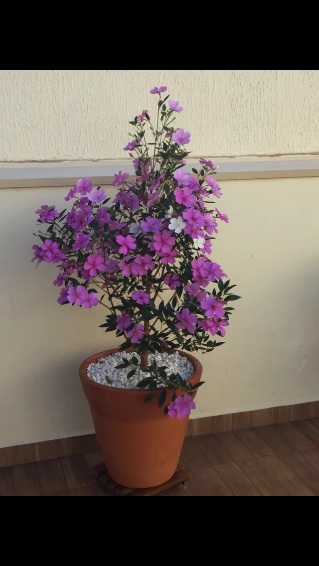 Planta Manaca Da Serra 924
