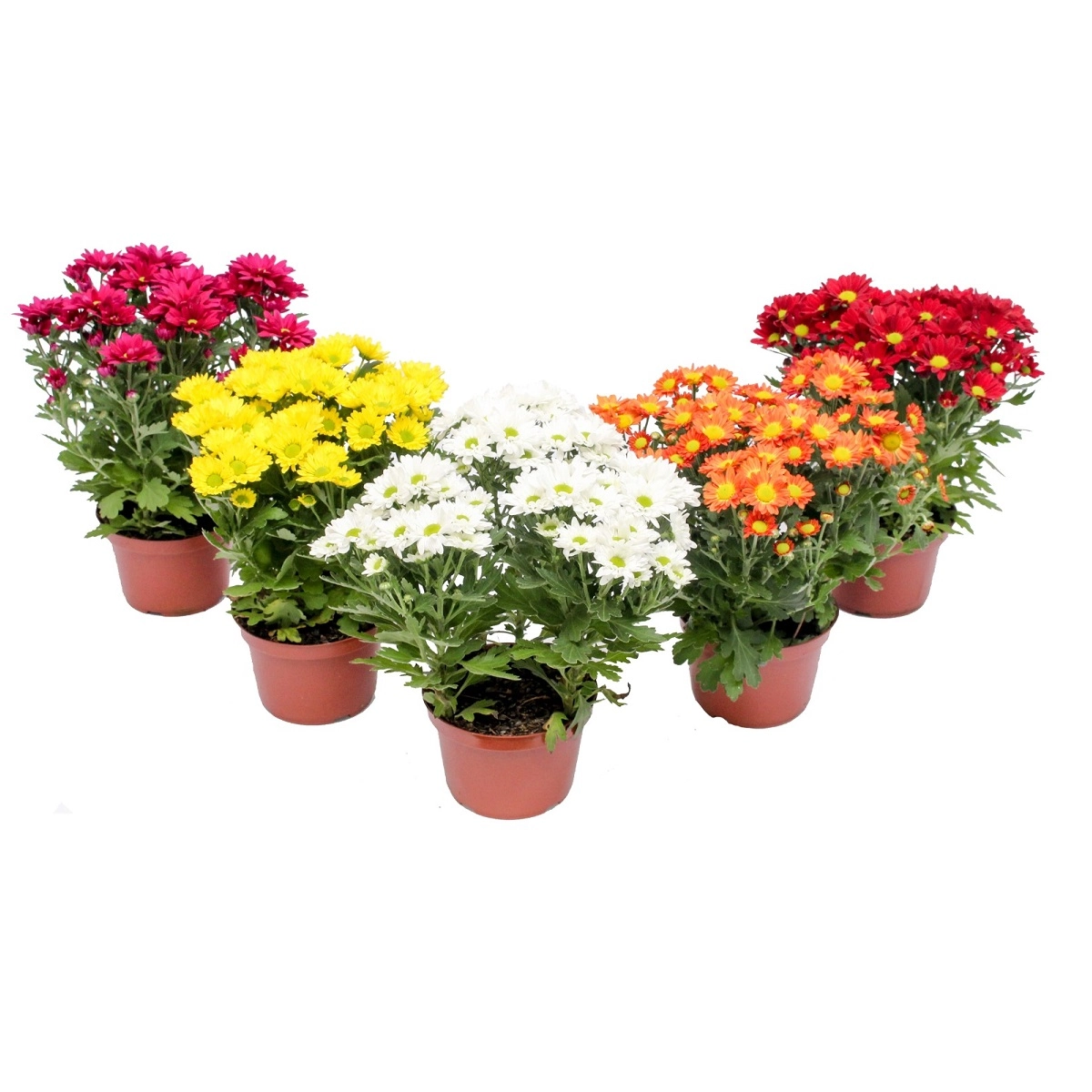 Flor Bouquet Primavera