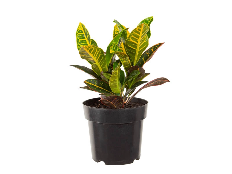 Croton Pt 17