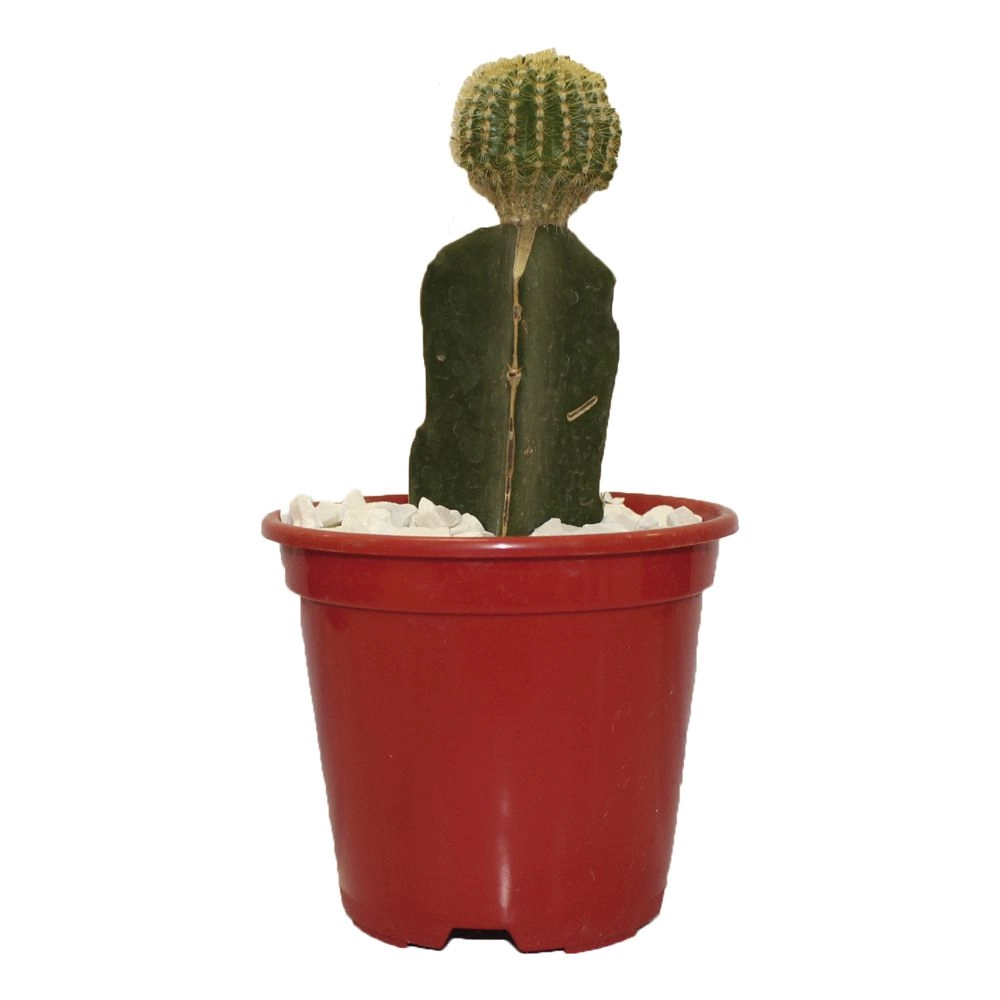 Planta Cactus Enxertado P10