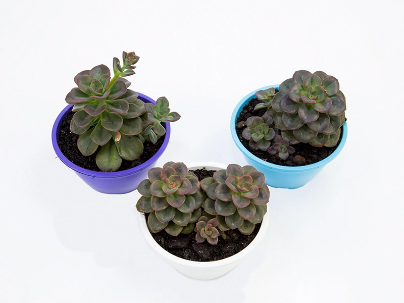 Echeveria C13