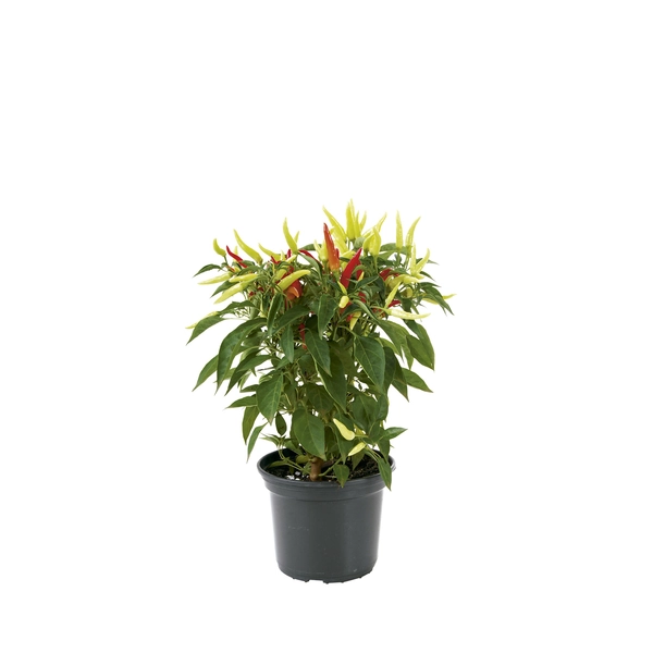 PL PIMENTA ORNAMENTA