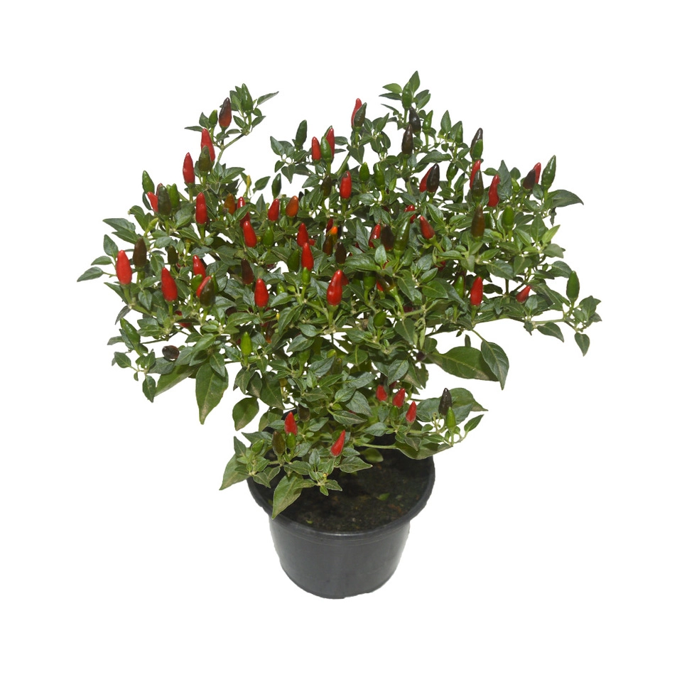 Pimenteira P 15