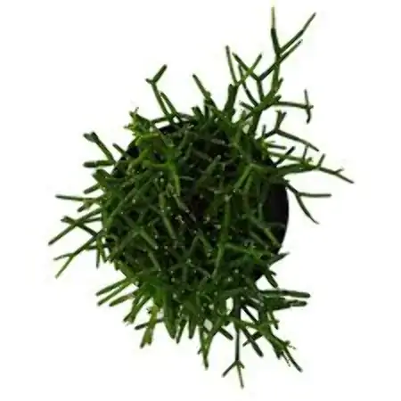 Planta Rhipsalis Liso C21