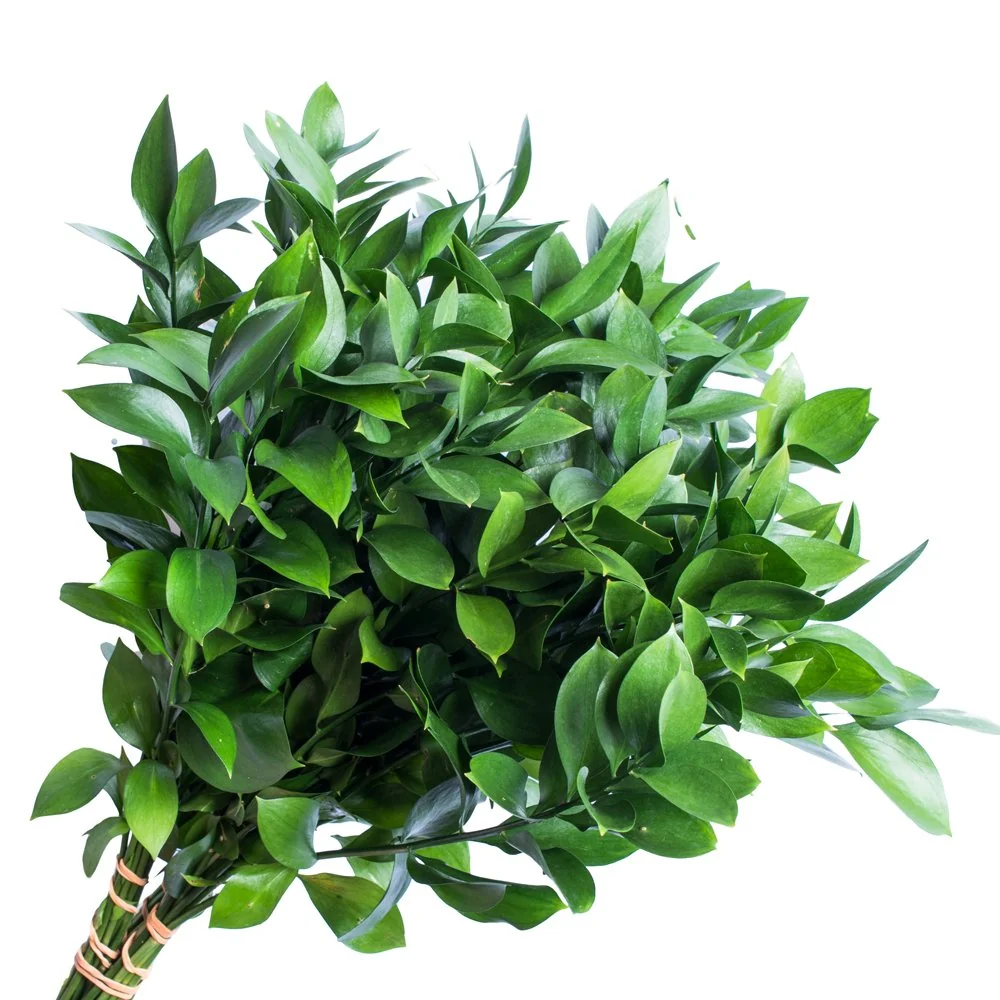 Folhagem Ruscus 040 Cm