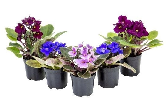 Flor Violeta Mini Pote 06