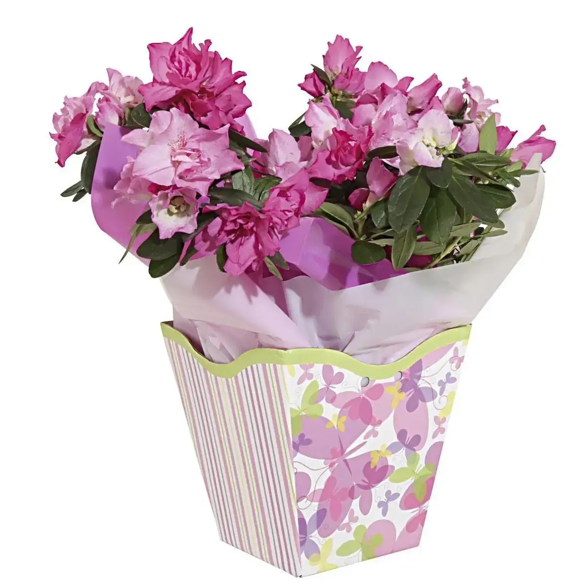 Flor Azaléia Pote 14