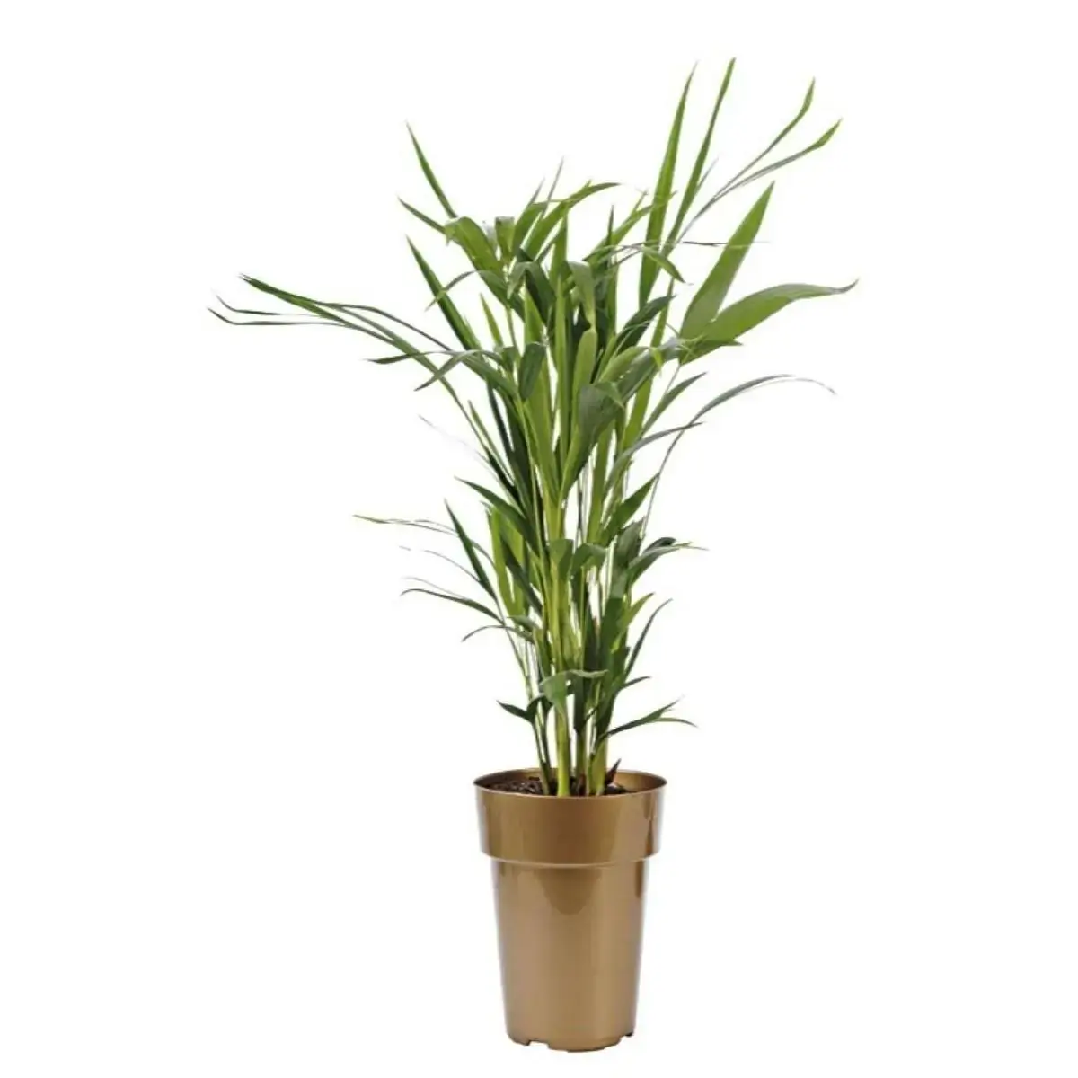 Planta Areca Bambu Pote 17