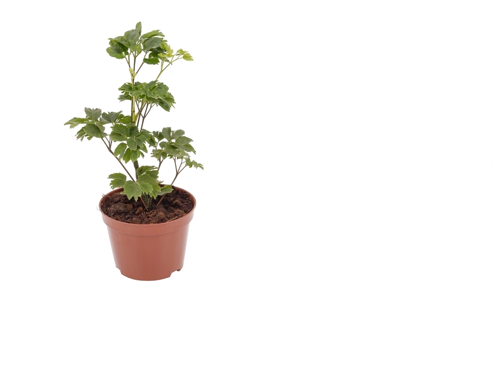 Planta Arvore Da Felicidade Pt11