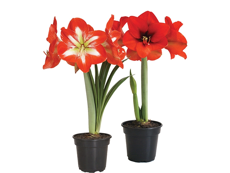 Flor Amaryllis 2 Hastes P14