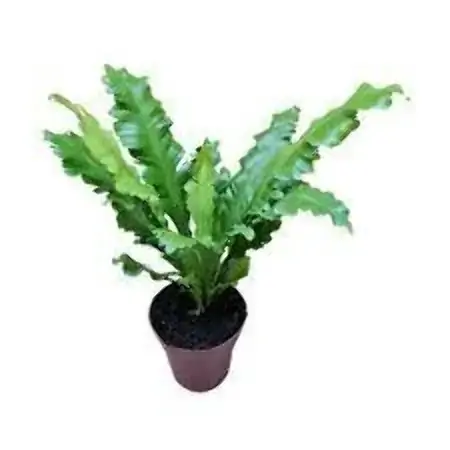Planta Asplenium Pt14