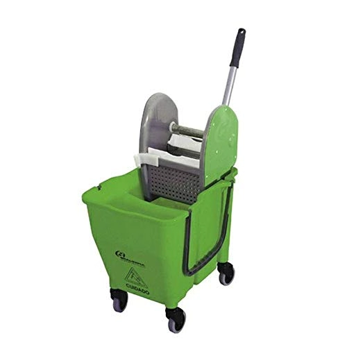 Planta Avenca Comum C21