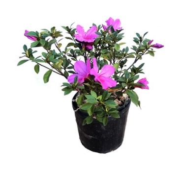 Planta Azaleia C21