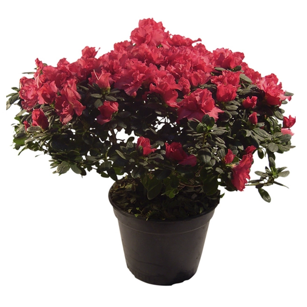 Flor Azaleia P06