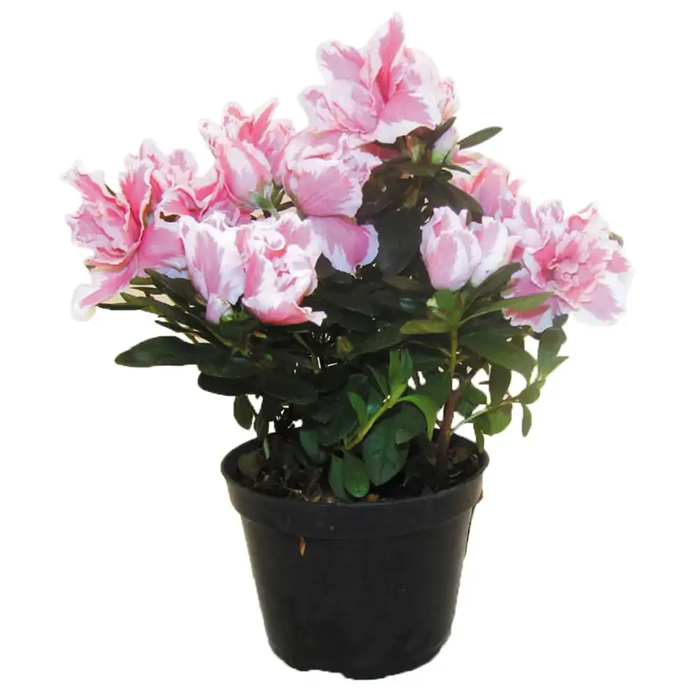 Flor Azaleia P15