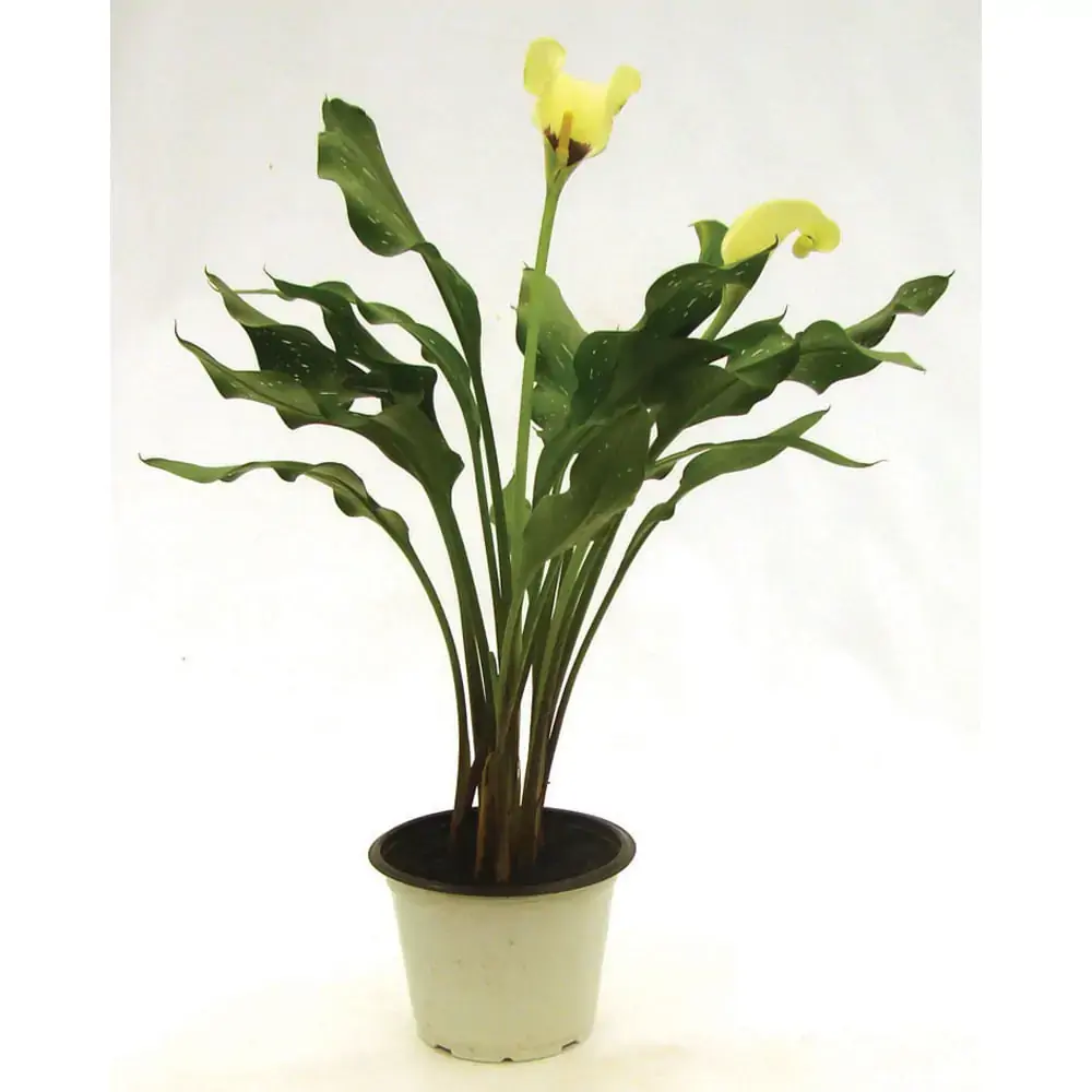 Flor Callas