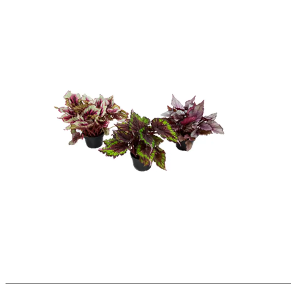 FLOR BEGONIA REX PT