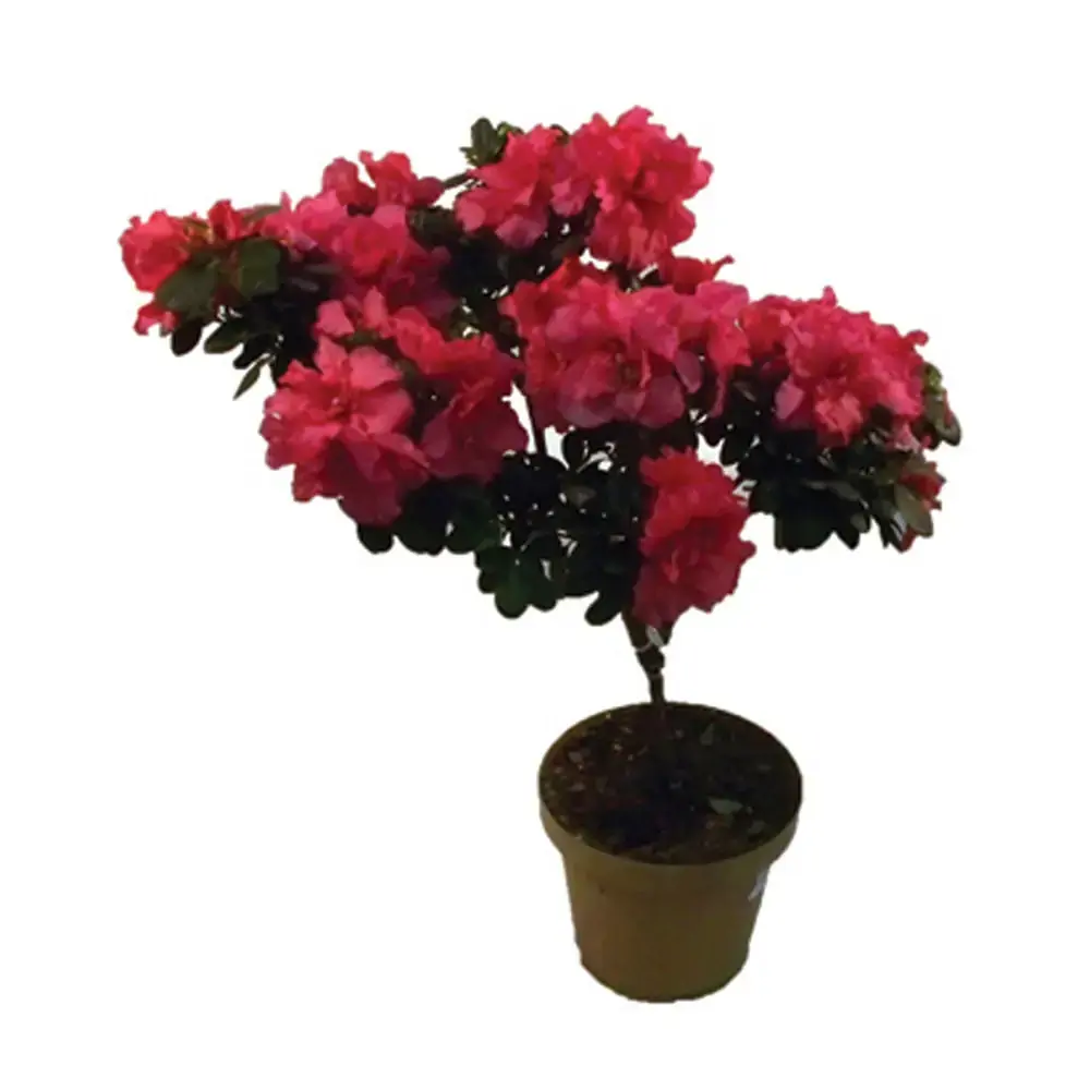 Flor Azaleia Arvore P15