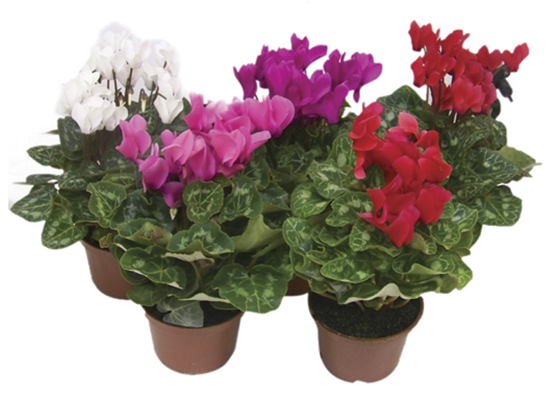 Flor Mini Cyclamen Pote 11