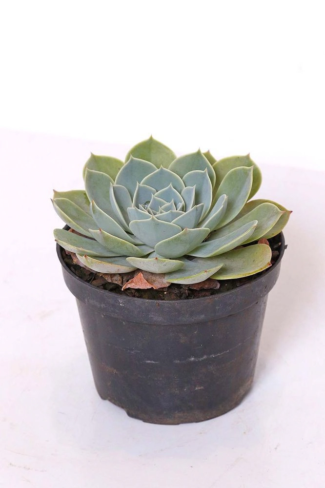 Planta Mini Echeveria P11
