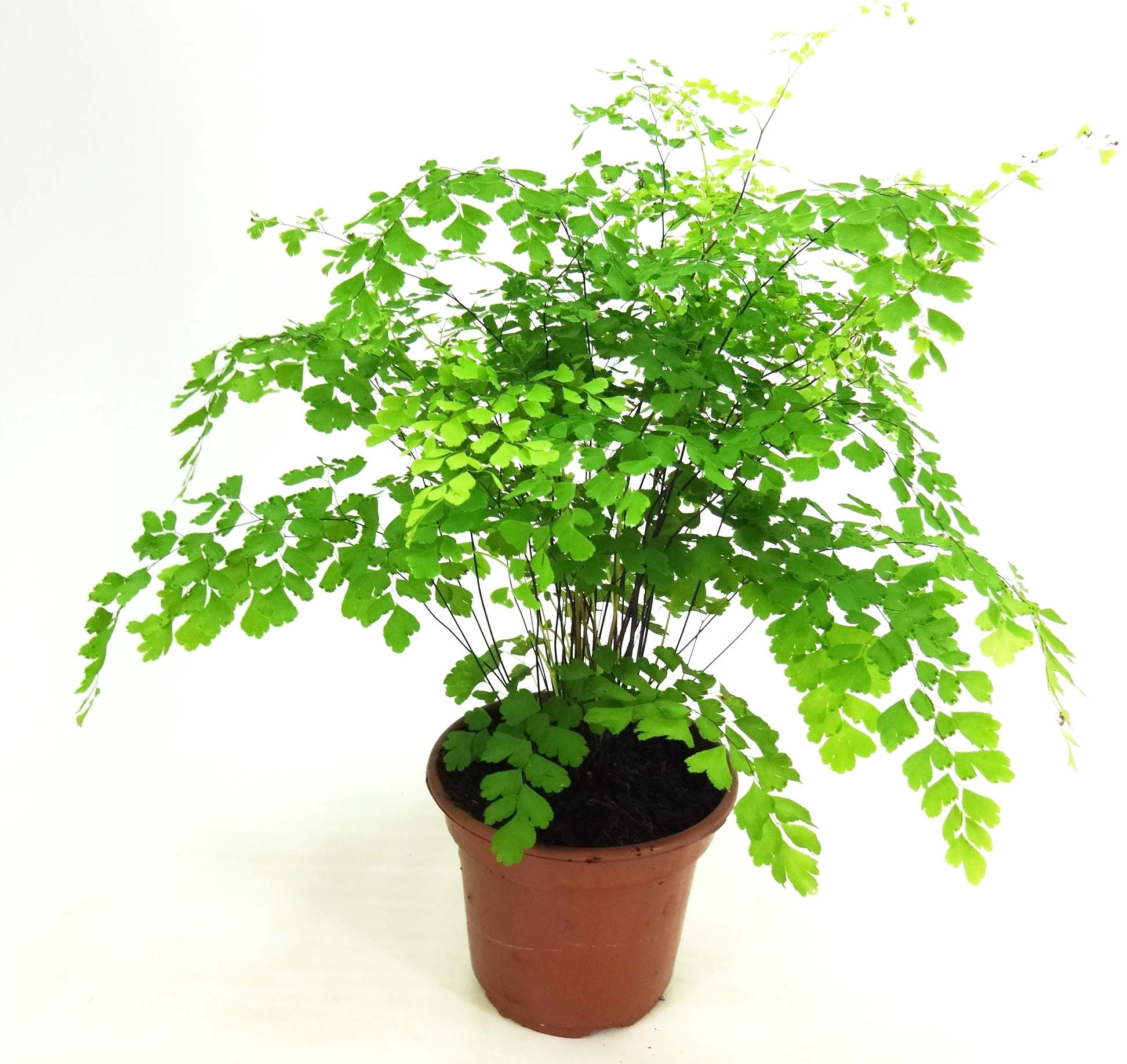 Planta Avenca Variada P15