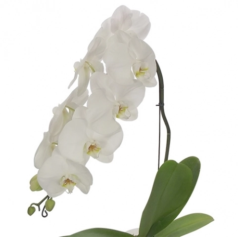 Flor Phalaenopsis 2 Hastes P15
