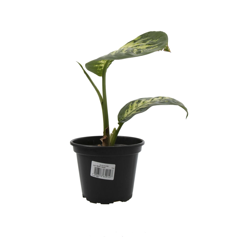 Vale Verde Flor Comigo Ninguem Pode