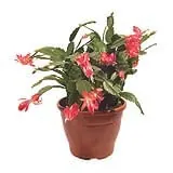 Flor de Maio PT11