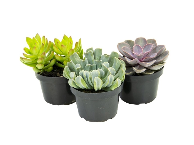 Flor Kit Suculentas