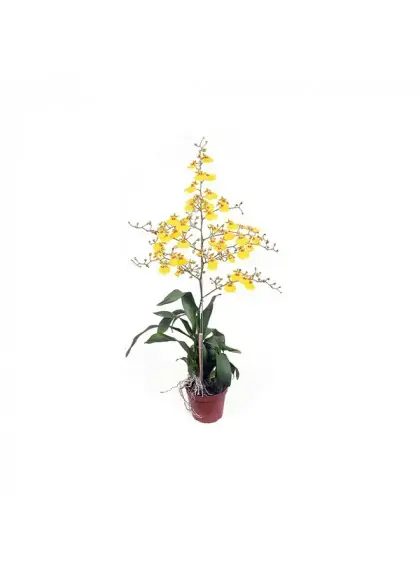 Orquidea Chuva De Oura Pote 14