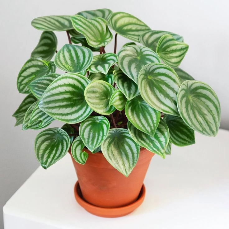 Peperonia Melancia C 21