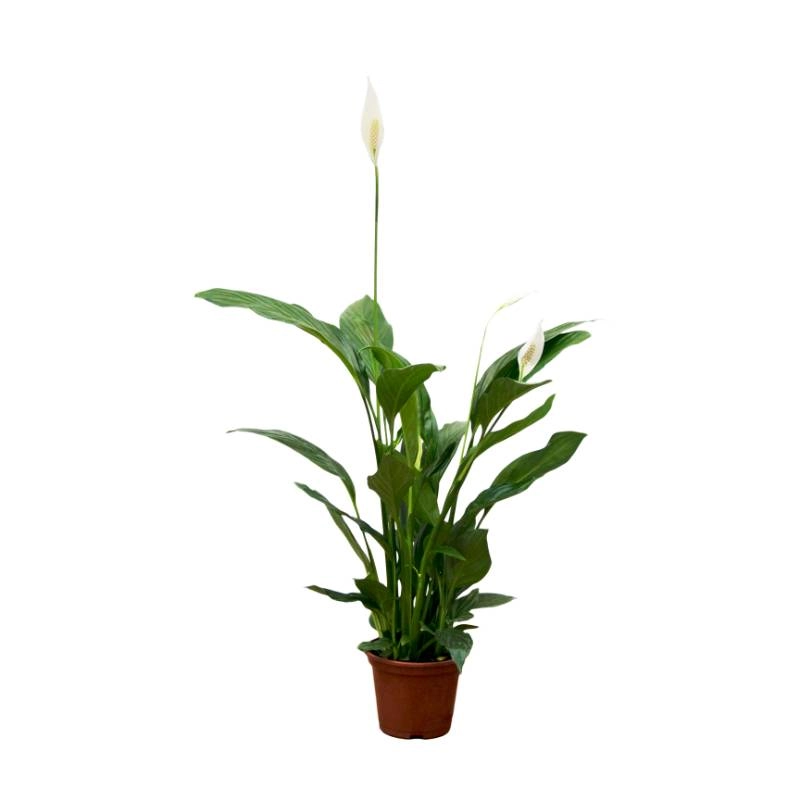Flor Lirio Da Paz P15