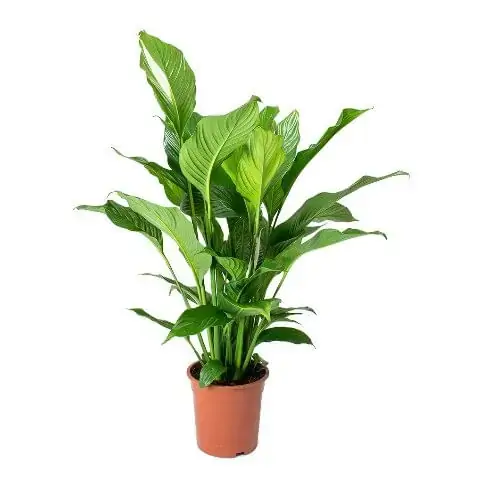 Spathiphyllum P 24