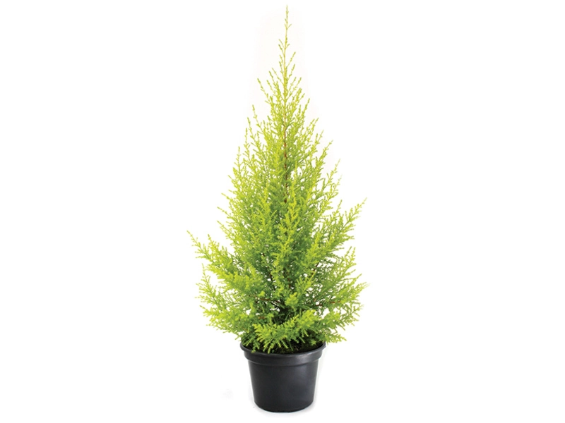 Planta Thuia Holandesa Pote 20
