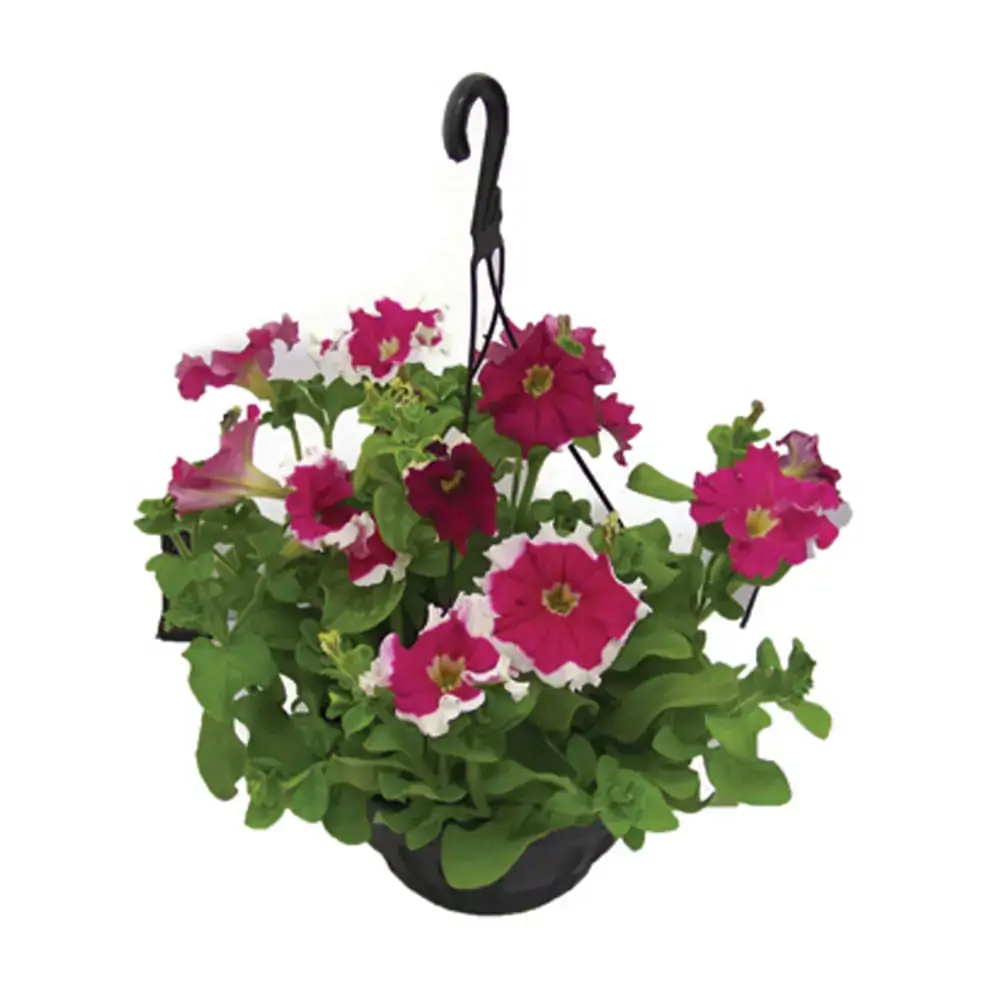 Flor Petunia C21