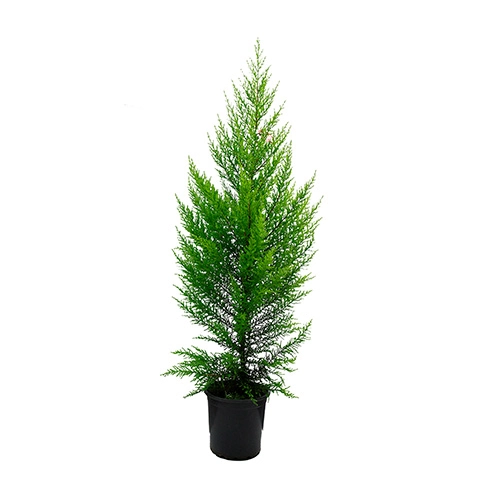 Planta Thuia Holandesa Pote 24