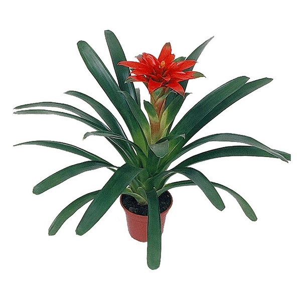 Guzmania Fogo P14