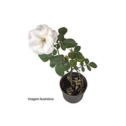 Flor Mini Roseira P06