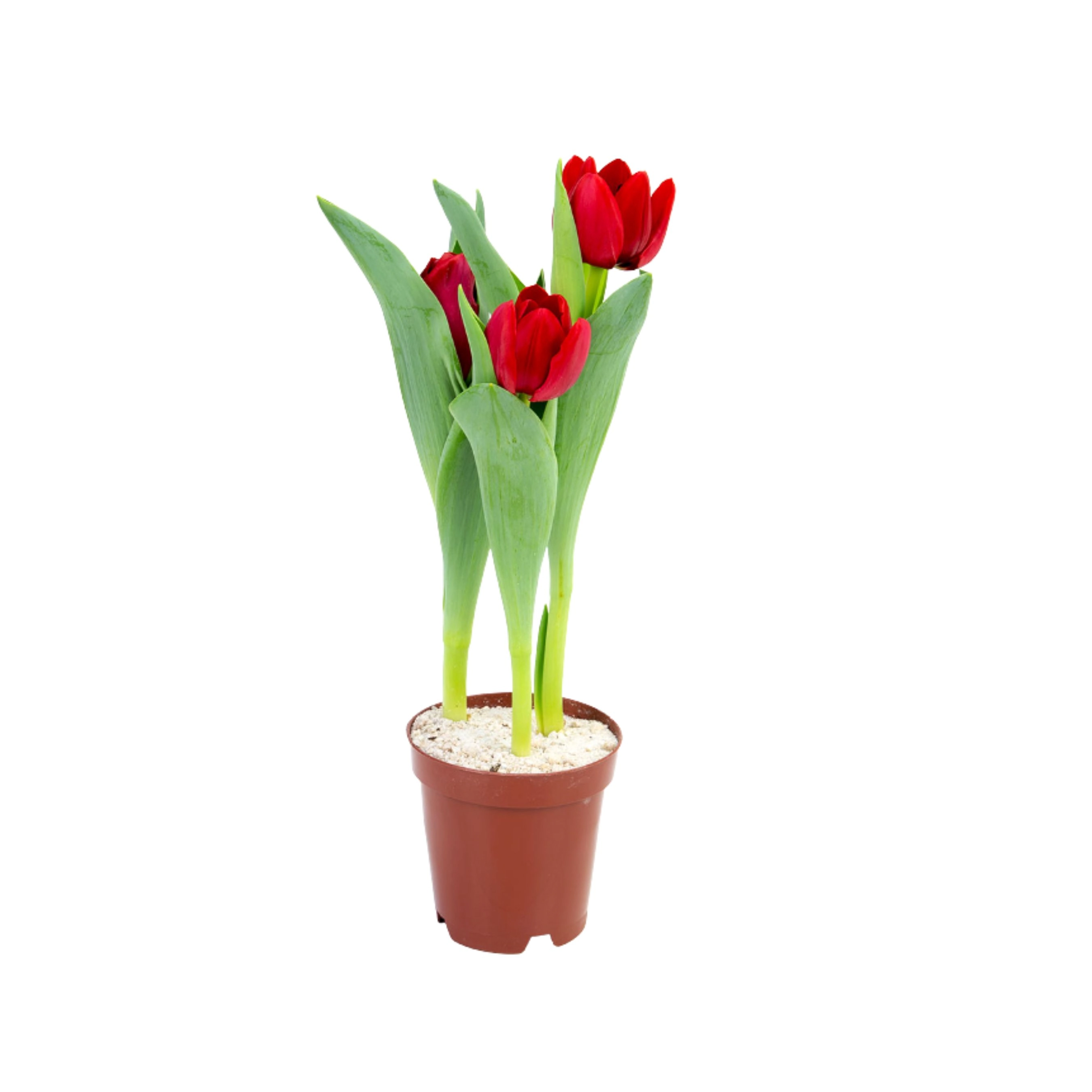 Planta Tulipa Vermelha P12