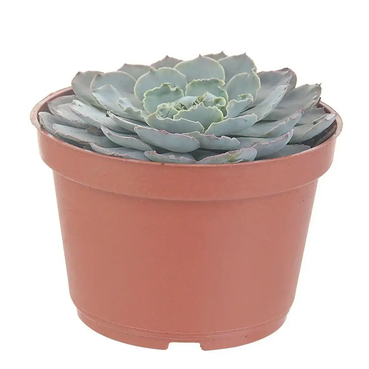 Muda de Mini Suculentas Pote 11