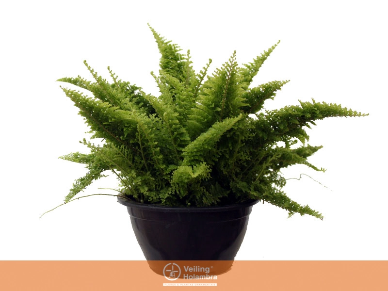 Planta Mini Samamb Havaiana C13
