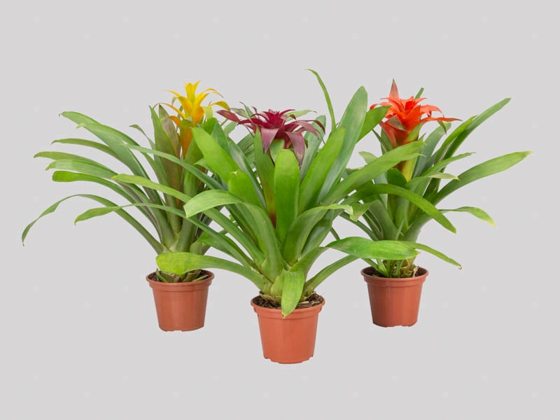 Flor Bromelia Variada Pote 14