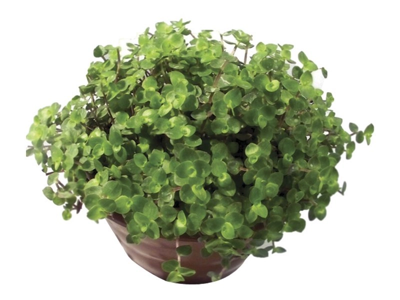 Planta Tostao C21