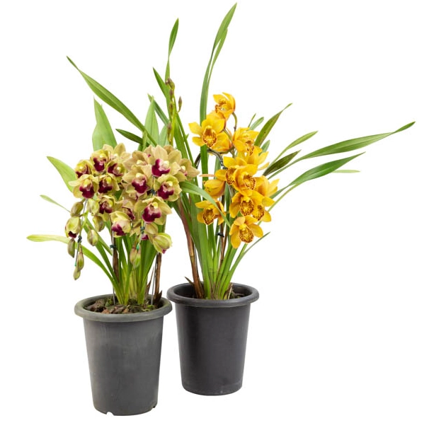 Flor Orquídea Cymbidium Pote 18