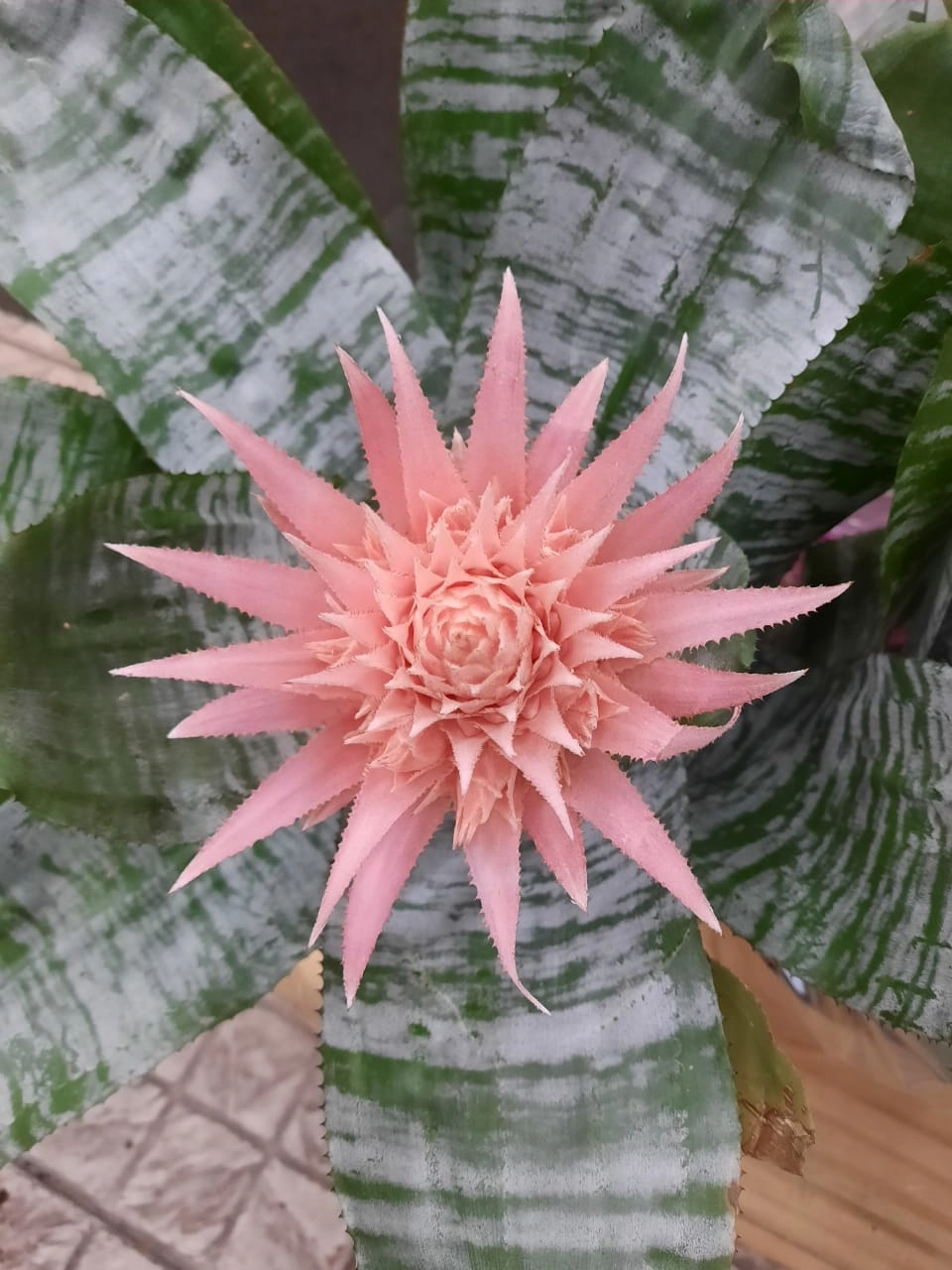 Bromélia PT12 Aechmea Fasciata Rosa VIVARIUM